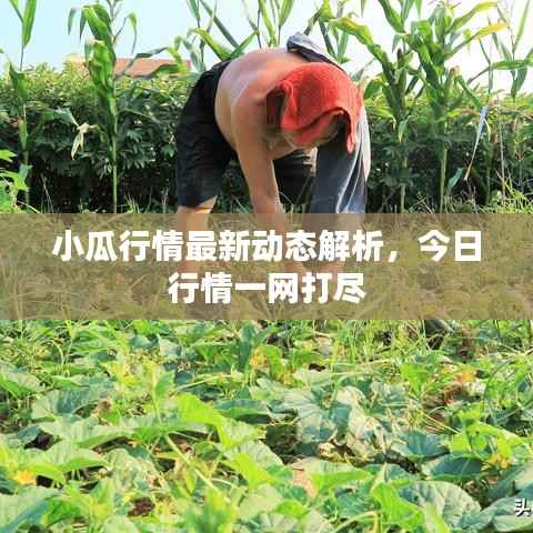 小瓜行情最新动态解析，今日行情一网打尽